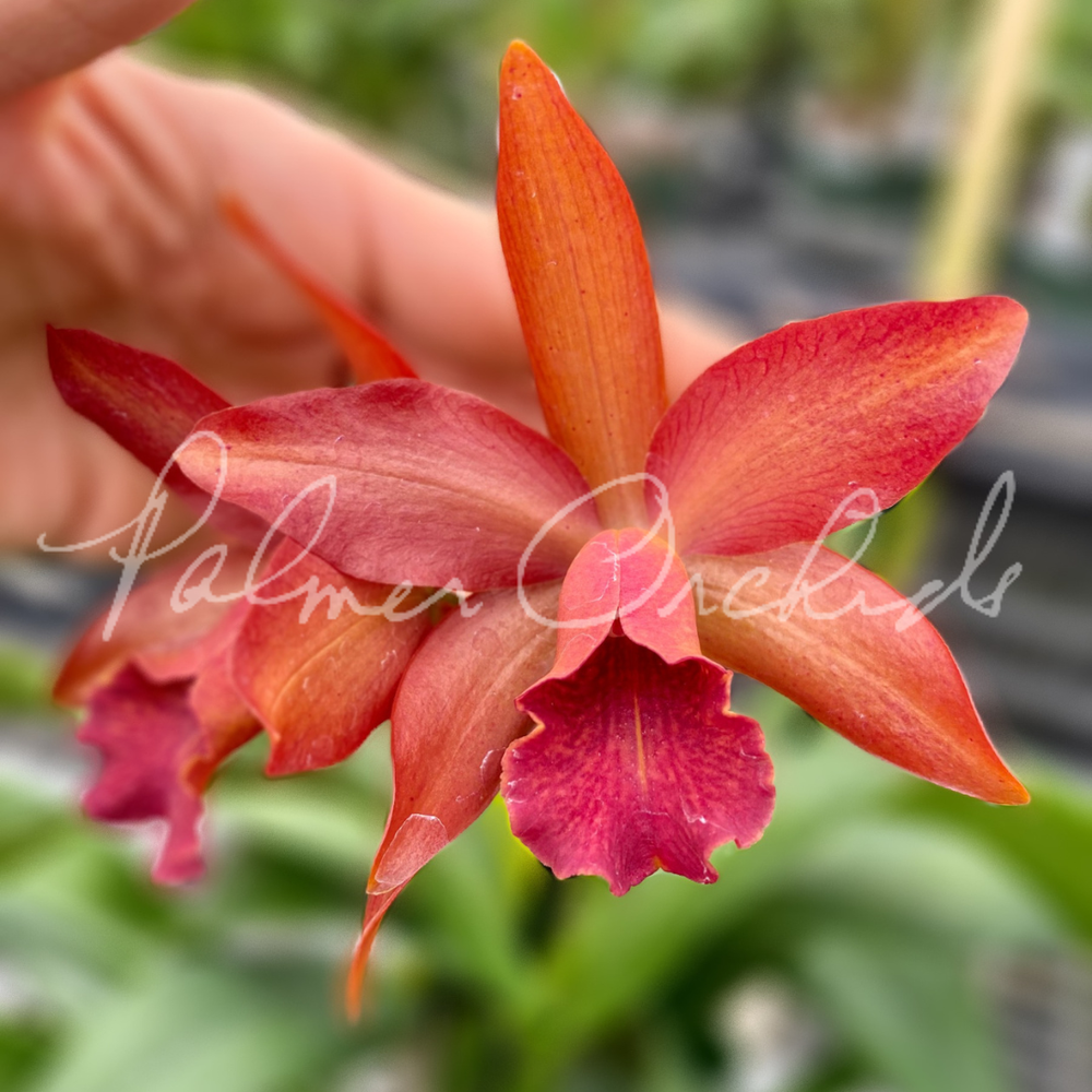 Rth. Nobile's Ambar — Palmer Orchids